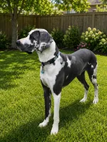 Copper, a female Great Dane for sale in Saltville, VA – 3 of 3