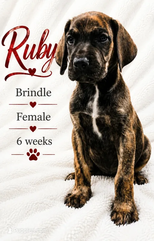 RUBY – Great Dane puppy for sale in Saltville, VA