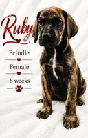 RUBY, a female Great Dane for sale in Saltville, VA – 1 of 9