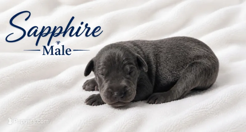 Sapphire – Great Dane puppy for sale in Saltville, VA