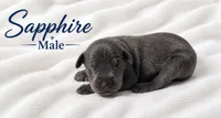 Sapphire, a male Great Dane for sale in Saltville, VA – 2 of 5