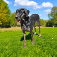 Lilo, a female Great Dane for sale in Saltville, VA – Photo 9 of 9