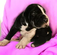 Lilo, a female Great Dane for sale in Saltville, VA – Photo 5 of 9