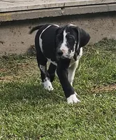 Lilo, a female Great Dane for sale in Saltville, VA – Photo 1 of 9