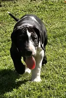 Lilo, a female Great Dane for sale in Saltville, VA – Photo 3 of 9