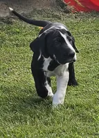Lilo, a female Great Dane for sale in Saltville, VA – Photo 4 of 9