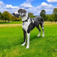 Lilo, a female Great Dane for sale in Saltville, VA – Photo 8 of 9