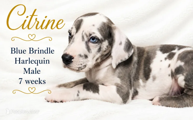Citrine – Great Dane puppy for sale in Saltville, VA