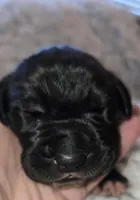 McQueen, a male Great Dane for sale in Saltville, VA – Photo 8 of 9