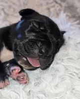 McQueen, a male Great Dane for sale in Saltville, VA – Photo 6 of 9