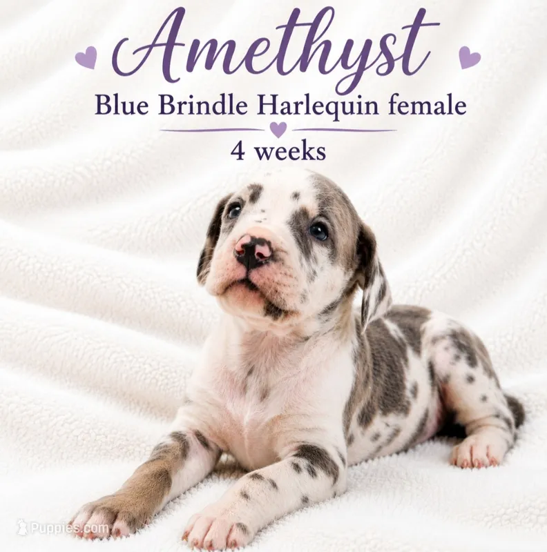 Amethyst – Great Dane puppy for sale in Saltville, VA
