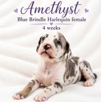 Amethyst, a female Great Dane for sale in Saltville, VA – 3 of 9