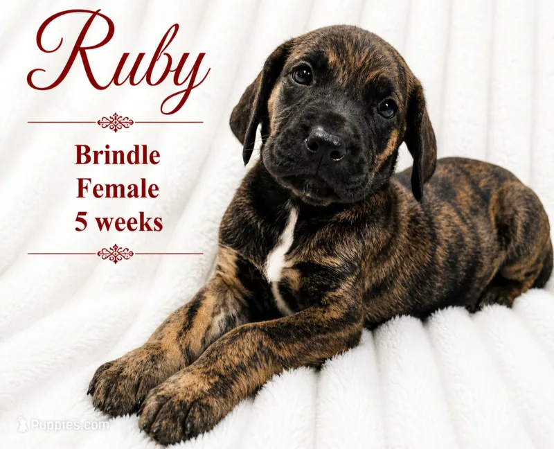 RUBY – Great Dane puppy for sale in Saltville, VA