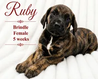 RUBY, a female Great Dane for sale in Saltville, VA – 2 of 9