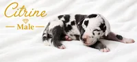 Citrine, a male Great Dane for sale in Saltville, VA – 7 of 9