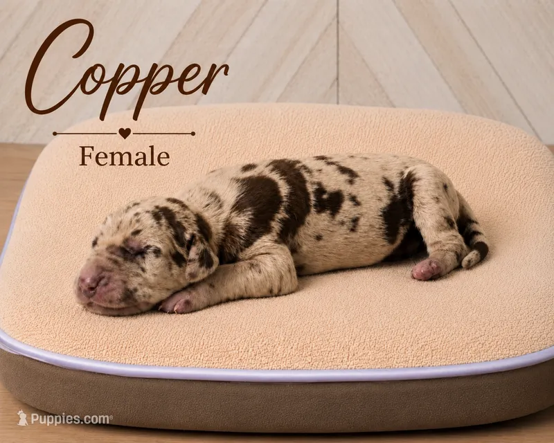 Copper – Great Dane puppy for sale in Saltville, VA