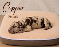 Copper, a female Great Dane for sale in Saltville, VA – 1 of 3
