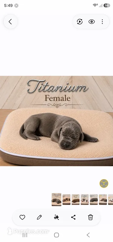 Titanium – Great Dane puppy for sale in Saltville, VA