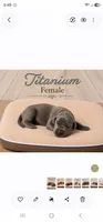 Titanium, a female Great Dane for sale in Saltville, VA – 1 of 3