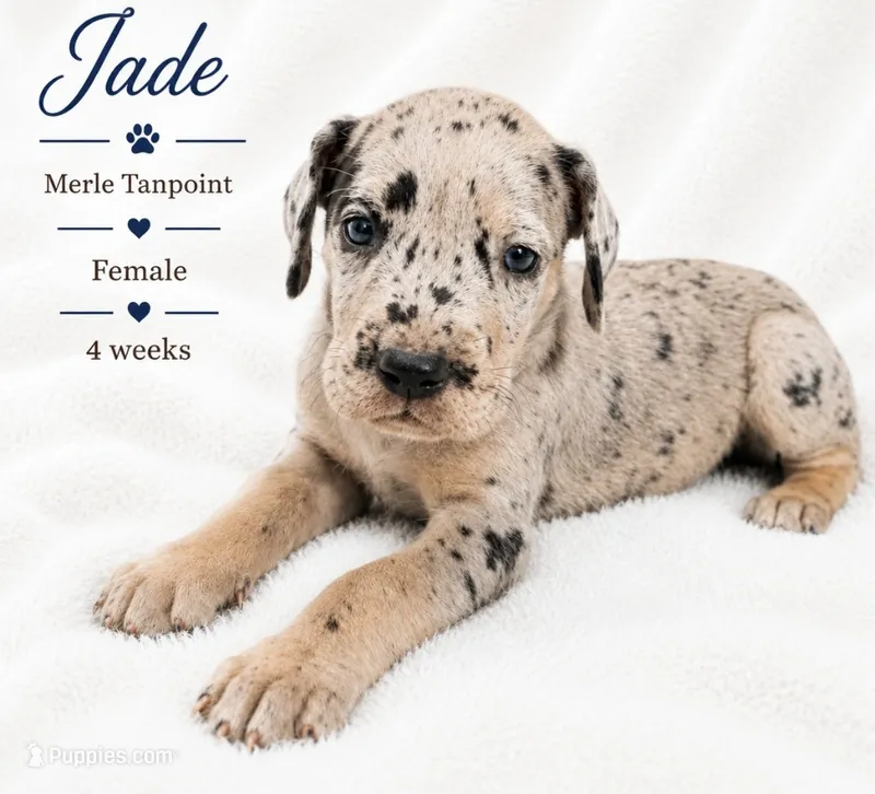 Jade – Great Dane puppy for sale in Saltville, VA