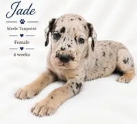 Jade, a female Great Dane for sale in Saltville, VA – 1 of 7