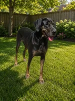 Gold, a female Great Dane for sale in Saltville, VA – 2 of 3