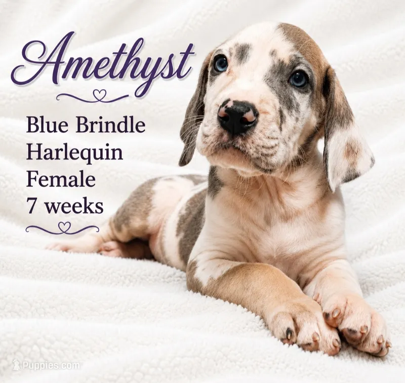 Amethyst – Great Dane puppy for sale in Saltville, VA