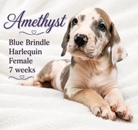 Amethyst, a female Great Dane for sale in Saltville, VA – 3 of 10