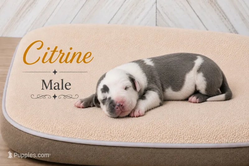 Citrine – Great Dane puppy for sale in Saltville, VA