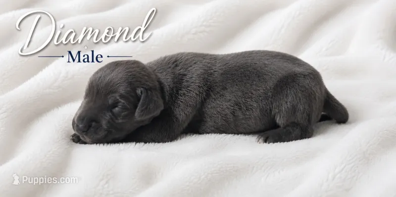 Diamond – Great Dane puppy for sale in Saltville, VA