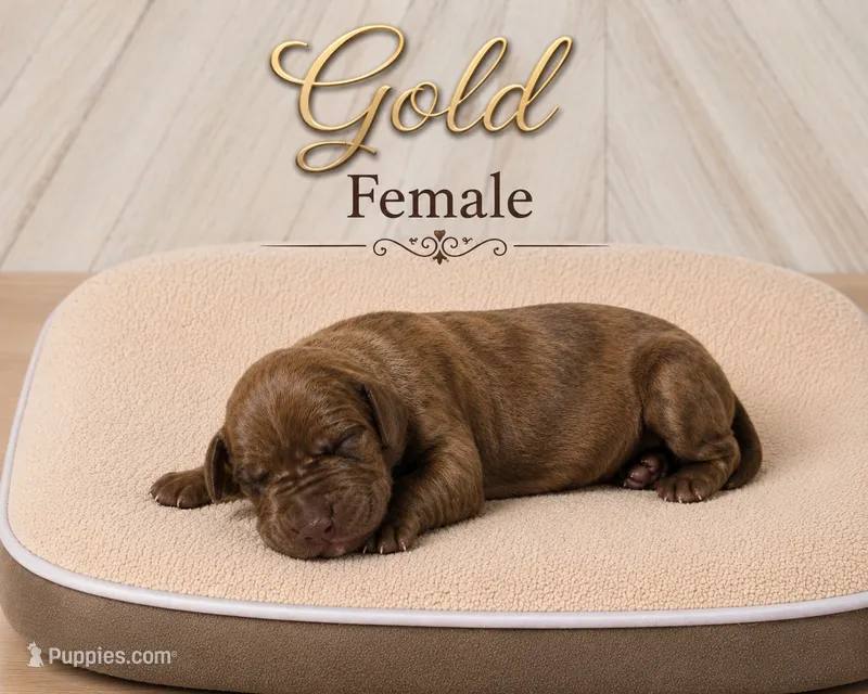 Gold – Great Dane puppy for sale in Saltville, VA