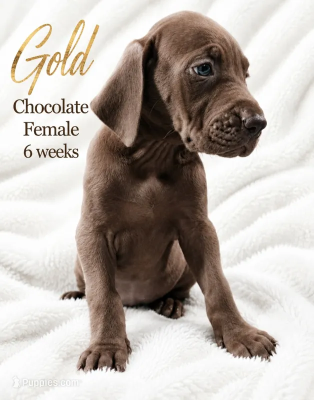 Gold – Great Dane puppy for sale in Saltville, VA