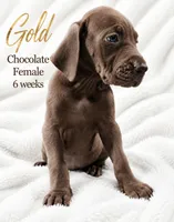 Gold, a female Great Dane for sale in Saltville, VA – 1 of 8