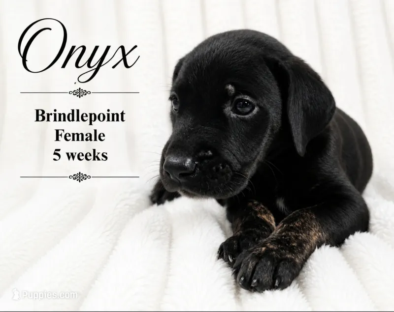 Onyx – Great Dane puppy for sale in Saltville, VA
