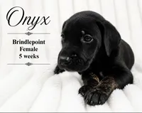 Onyx, a female Great Dane for sale in Saltville, VA – 2 of 9