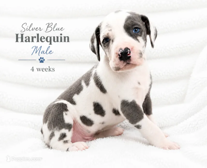 Silver – Great Dane puppy for sale in Saltville, VA