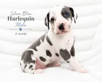 Silver, a male Great Dane for sale in Saltville, VA – 3 of 8