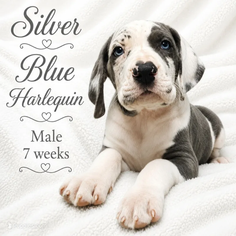 Silver – Great Dane puppy for sale in Saltville, VA