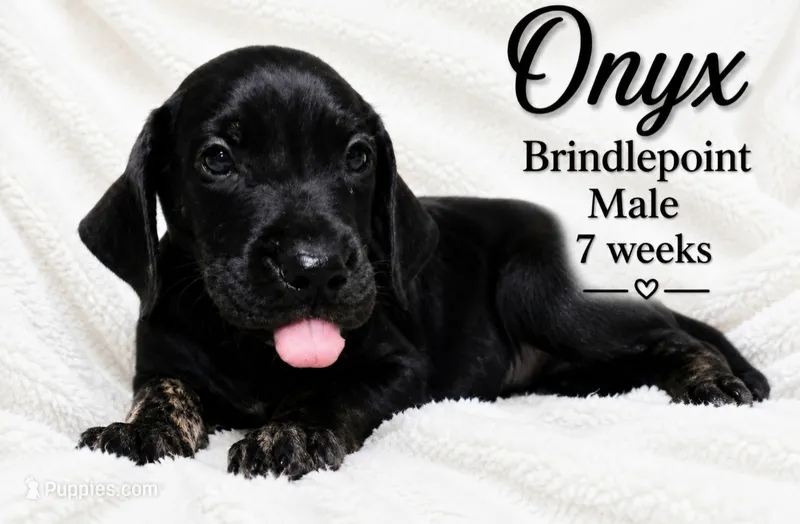 Onyx – Great Dane puppy for sale in Saltville, VA