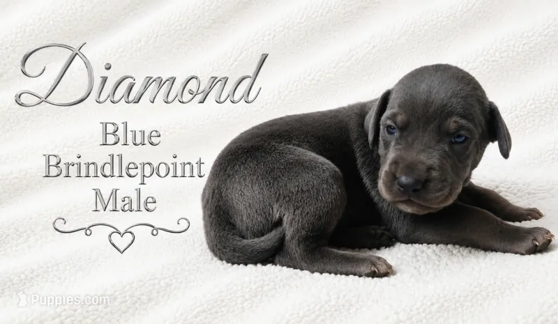 Diamond – Great Dane puppy for sale in Saltville, VA