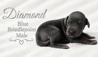 Diamond, a male Great Dane for sale in Saltville, VA – 2 of 6