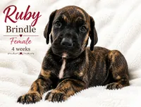 RUBY, a female Great Dane for sale in Saltville, VA – 3 of 9