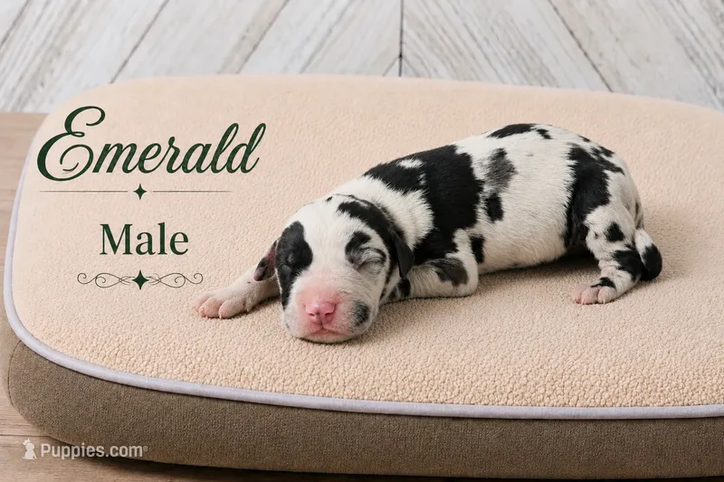 Emerald – Great Dane puppy for sale in Saltville, VA