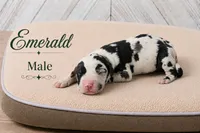 Emerald, a male Great Dane for sale in Saltville, VA – 1 of 3