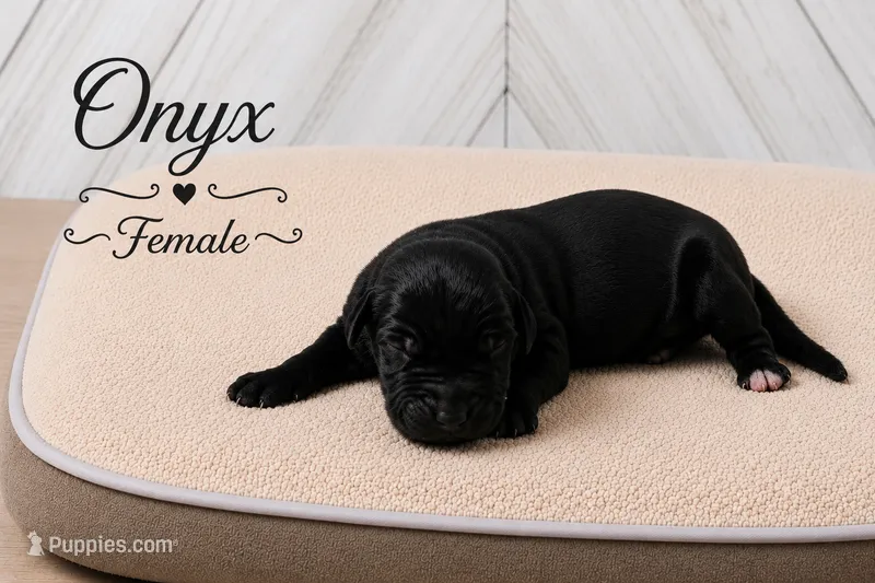 Onyx – Great Dane puppy for sale in Saltville, VA