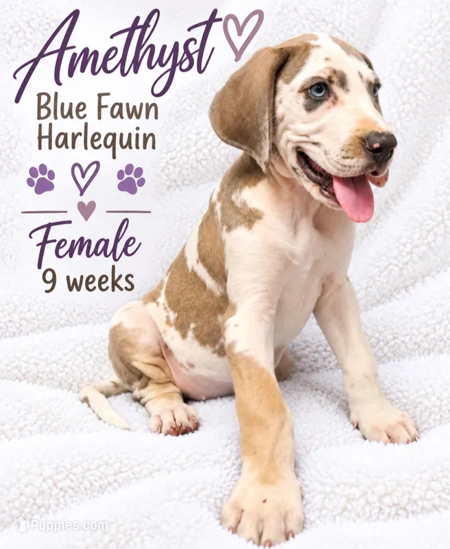 Amethyst – Great Dane puppy for sale in Saltville, VA
