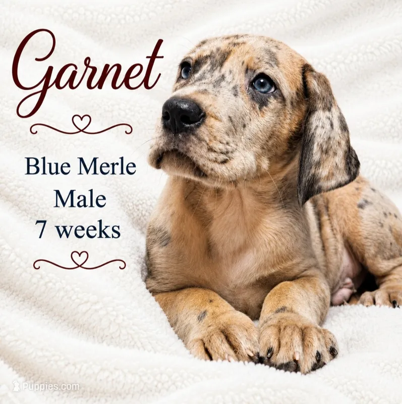Garnet – Great Dane puppy for sale in Saltville, VA