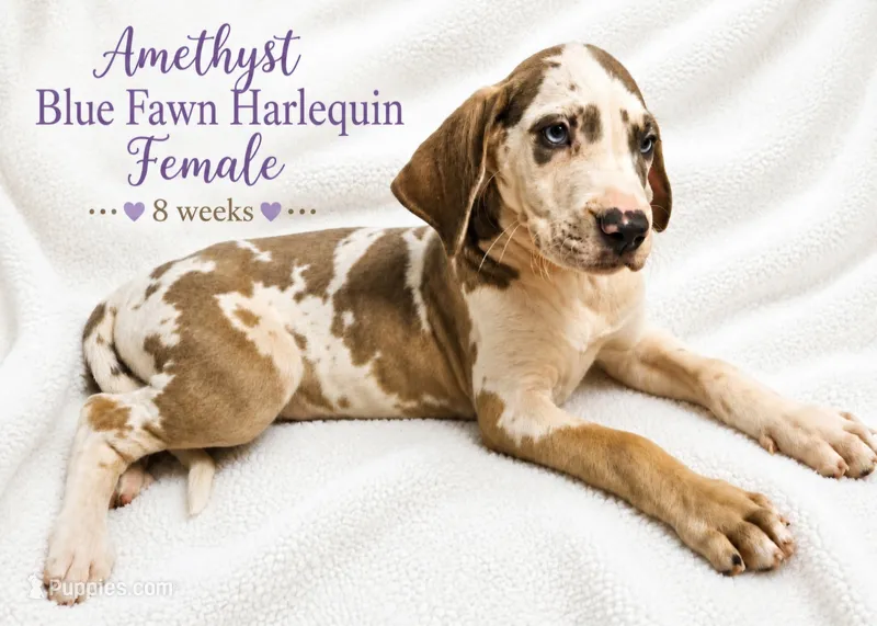 Amethyst – Great Dane puppy for sale in Saltville, VA
