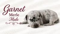 Garnet, a male Great Dane for sale in Saltville, VA – 6 of 9