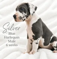 Silver, a male Great Dane for sale in Saltville, VA – 1 of 8